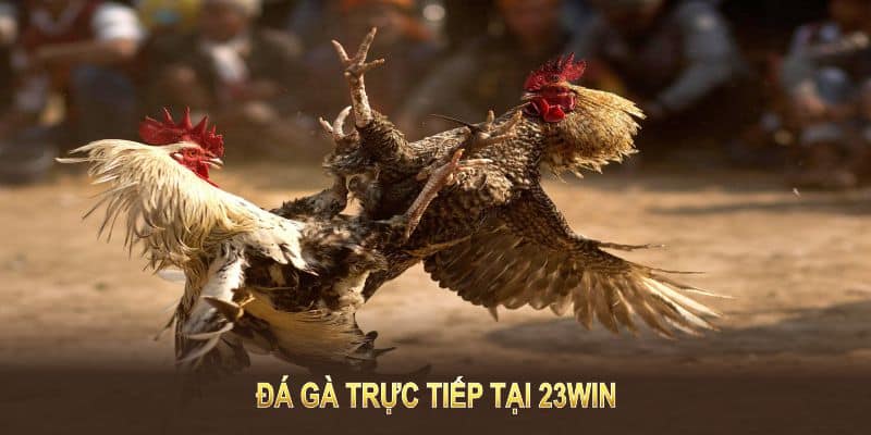 đá gà trực tiếp tại 23win